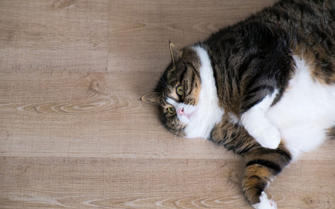 What is a Chonk Cat?